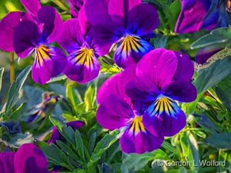 Purple Pansies_26706-7.jpg - Photographed near Port Elmsley, Ontario, Canada.